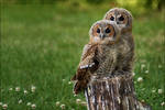 Tawny Owls 02 by Alannah-Hawker