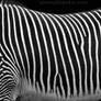 Black and White