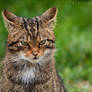 Wild Cat