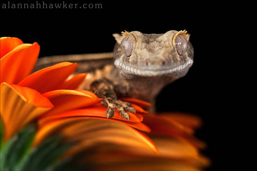 Cute Crestie