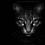 Dark Side...