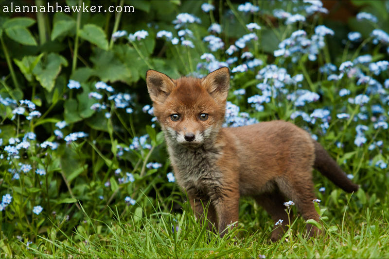 Fox Cub 01