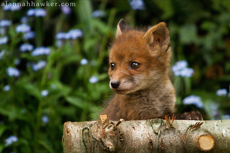 Fox Cub 04