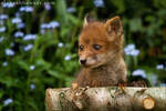 Fox Cub 04 by Alannah-Hawker