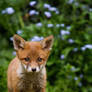 Fox Cub 05