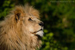 Lion 02 by Alannah-Hawker