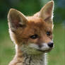 Fox Cub 09
