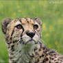 Cheetah 10