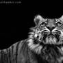 Tiger 22