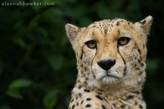 Cheetah 11