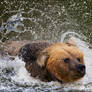 Eurasian Brown Bear 02