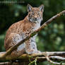 Lynx Cub 04