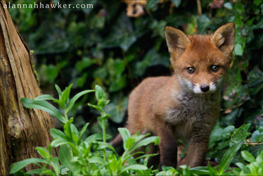 Fox Cub 15