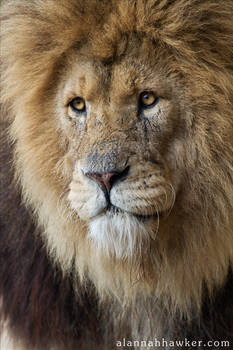 Lion 03