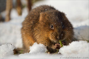 Water Vole 03