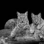 Lynx Cub and Mum