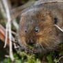 Water Vole 05