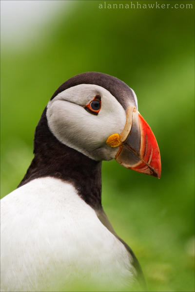 Puffin 05