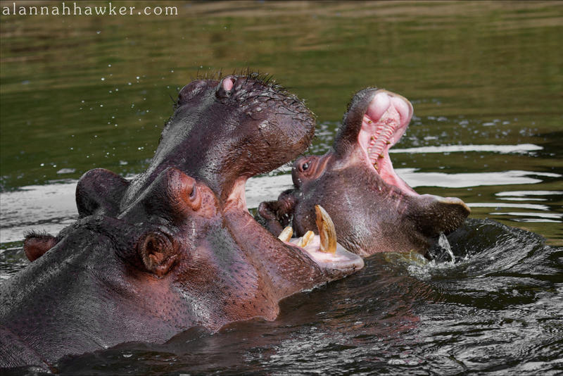 Hippos