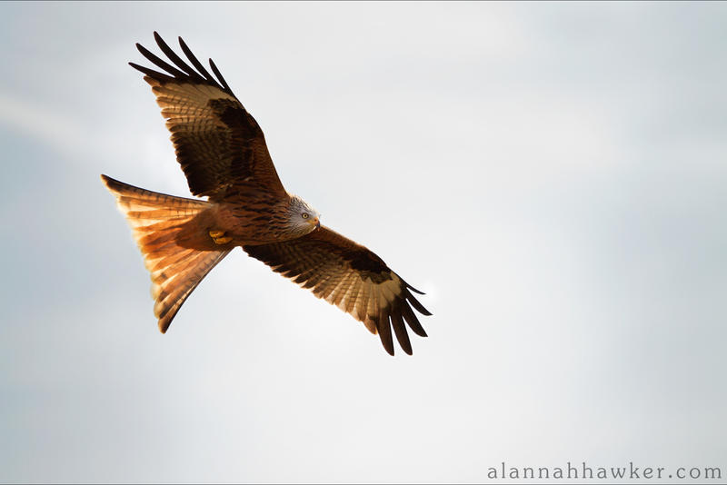 Red Kite 02