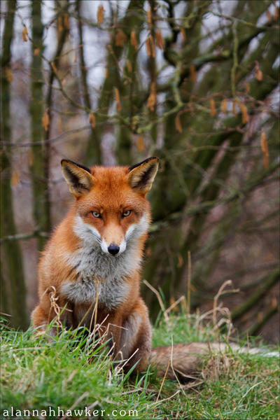 Fox by Alannah-Hawker