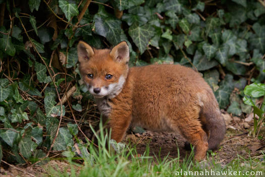 Fox Cub 20