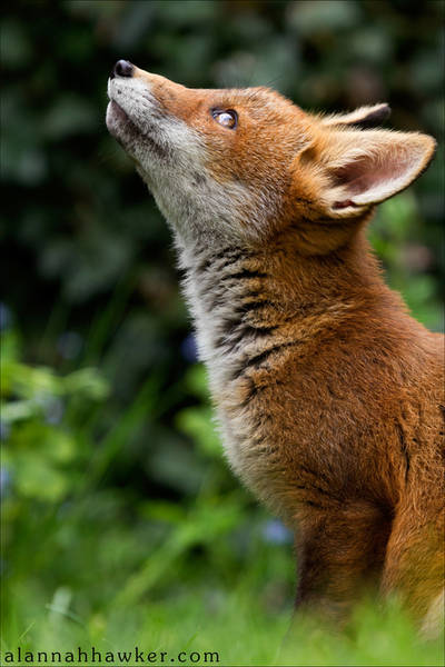 Fox Cub 22 by Alannah-Hawker