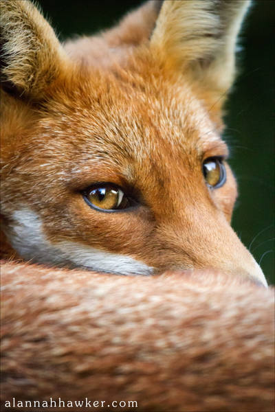 Scamp 05 by Alannah-Hawker