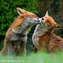 Foxy Kisses