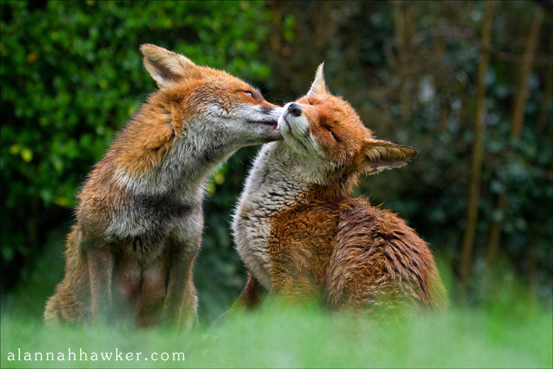 Foxy Kisses by Alannah-Hawker