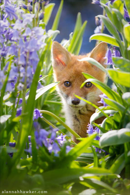 Bluebells