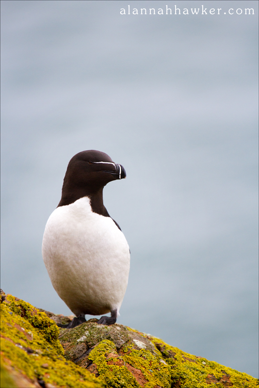 Razorbill