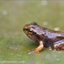 Froglet