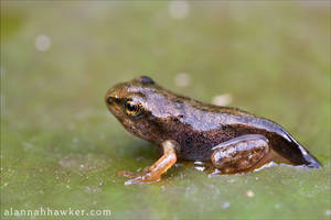 Froglet by Alannah-Hawker