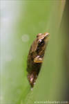 Froglet 2 by Alannah-Hawker