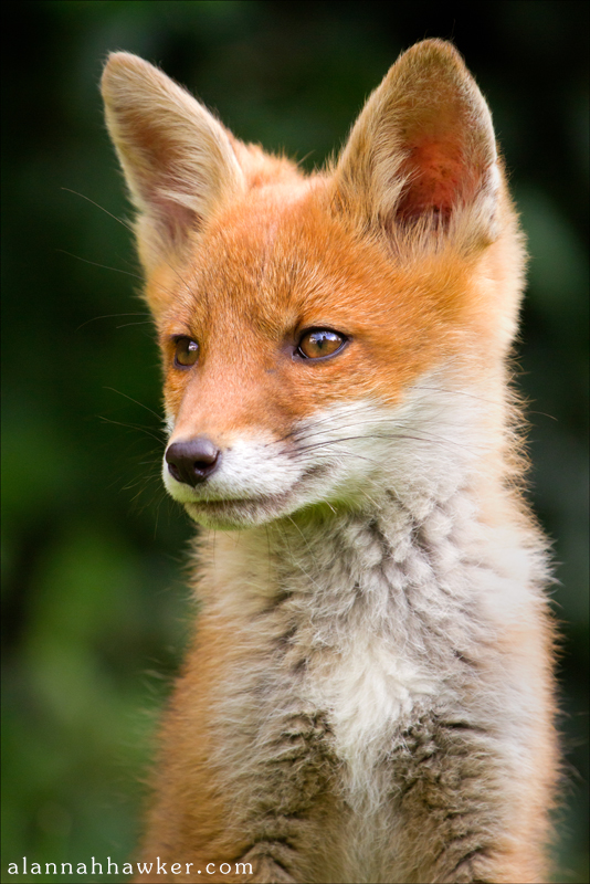 Foxy Portrait