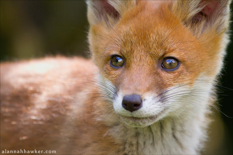 Fox Portrait by Alannah-Hawker