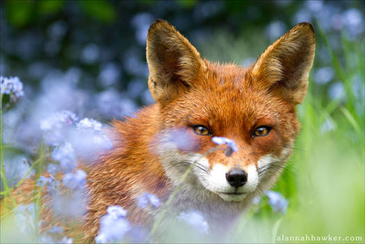 In the flowers