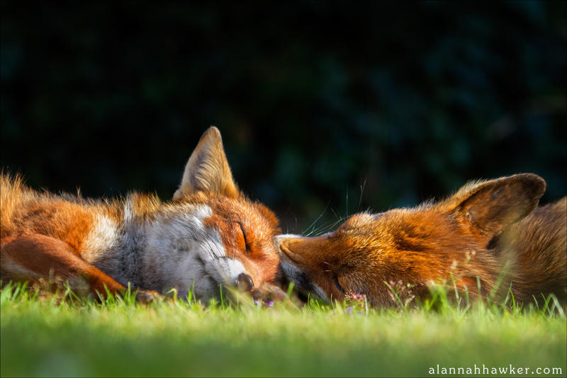 Loving Mum by Alannah-Hawker