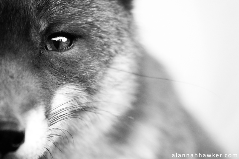 Contemplation by Alannah-Hawker Contemplation by Alannah-Hawker