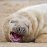 Seal 2