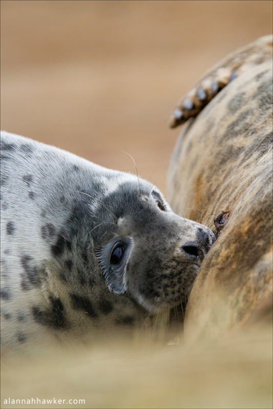 Feeding III