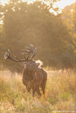 Morning Breath by Alannah-Hawker