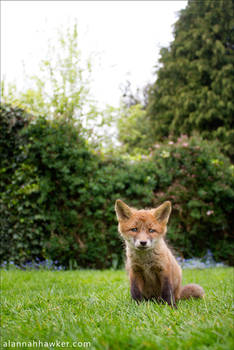 Fox Cub