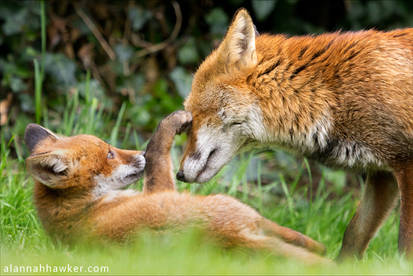 Boop!