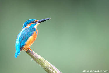 Kingfisher