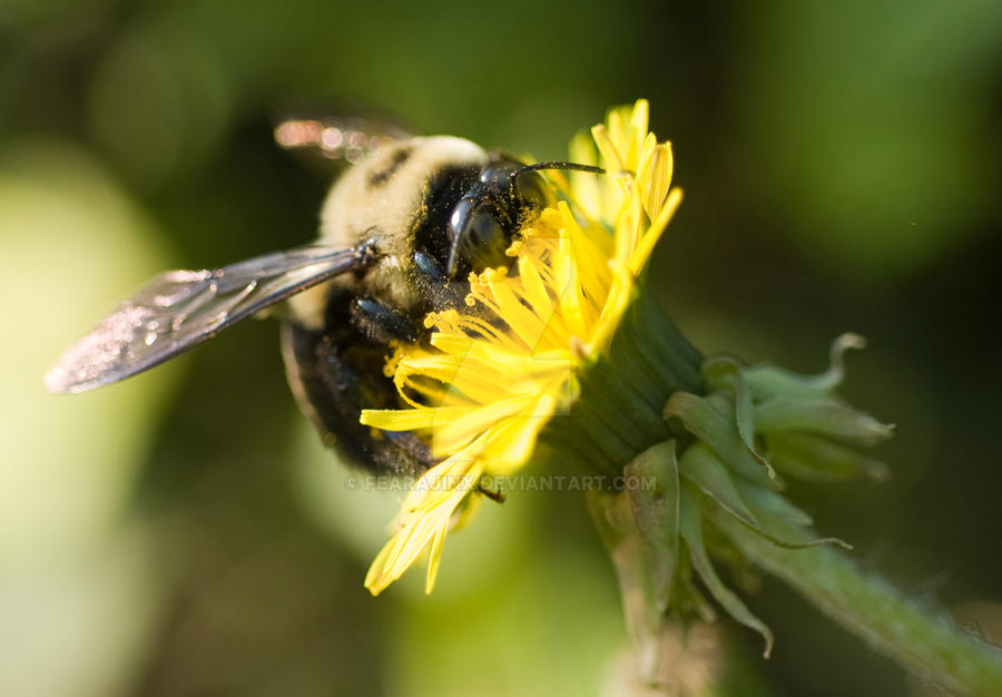 Mr. Bee enjoying a flower