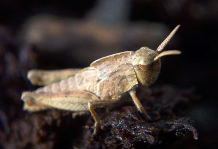 gold Grasshopper