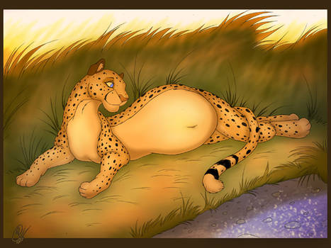 Pregnant Cheetah