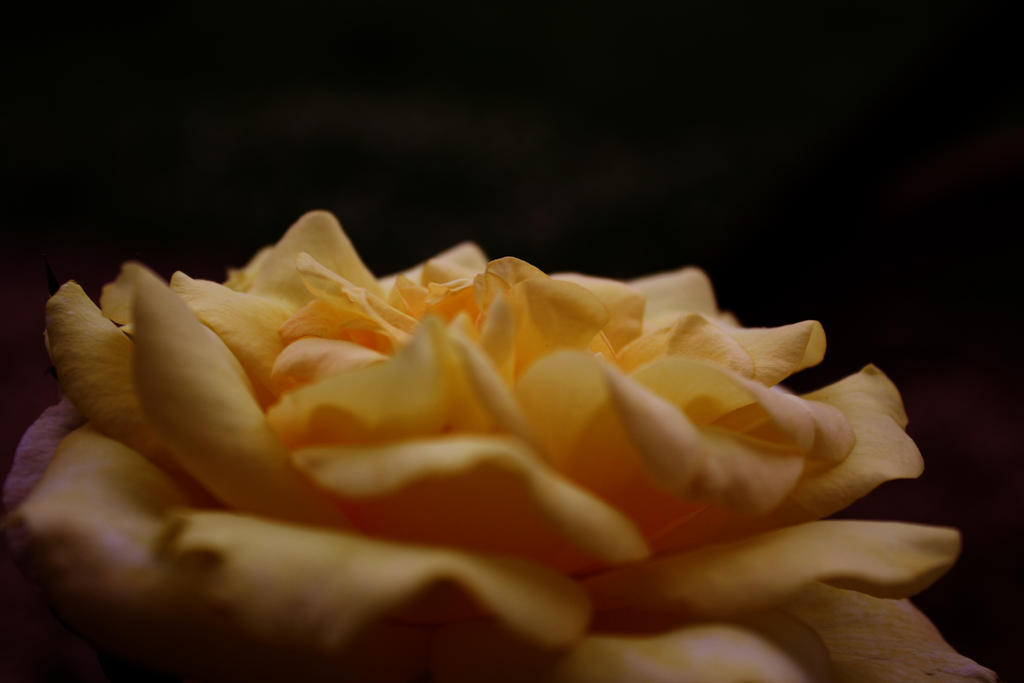 Yellow Rose 3